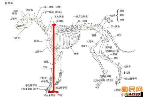 小狗爱骨头安装及配置说明